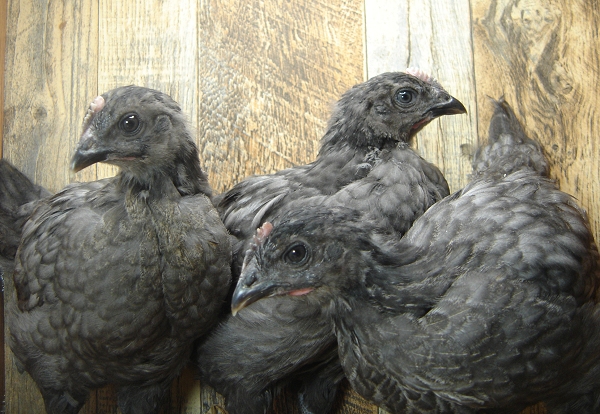 3 Pullet Chicks Week 4 - Steel Blue Novagen